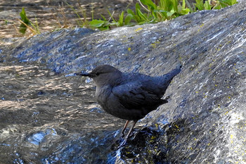 American Dipper