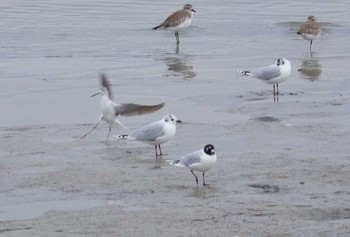 2024年2月18日(日) 藤前干潟の野鳥観察記録