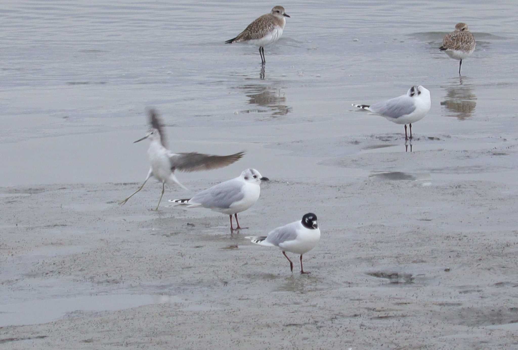 Saunders's Gull