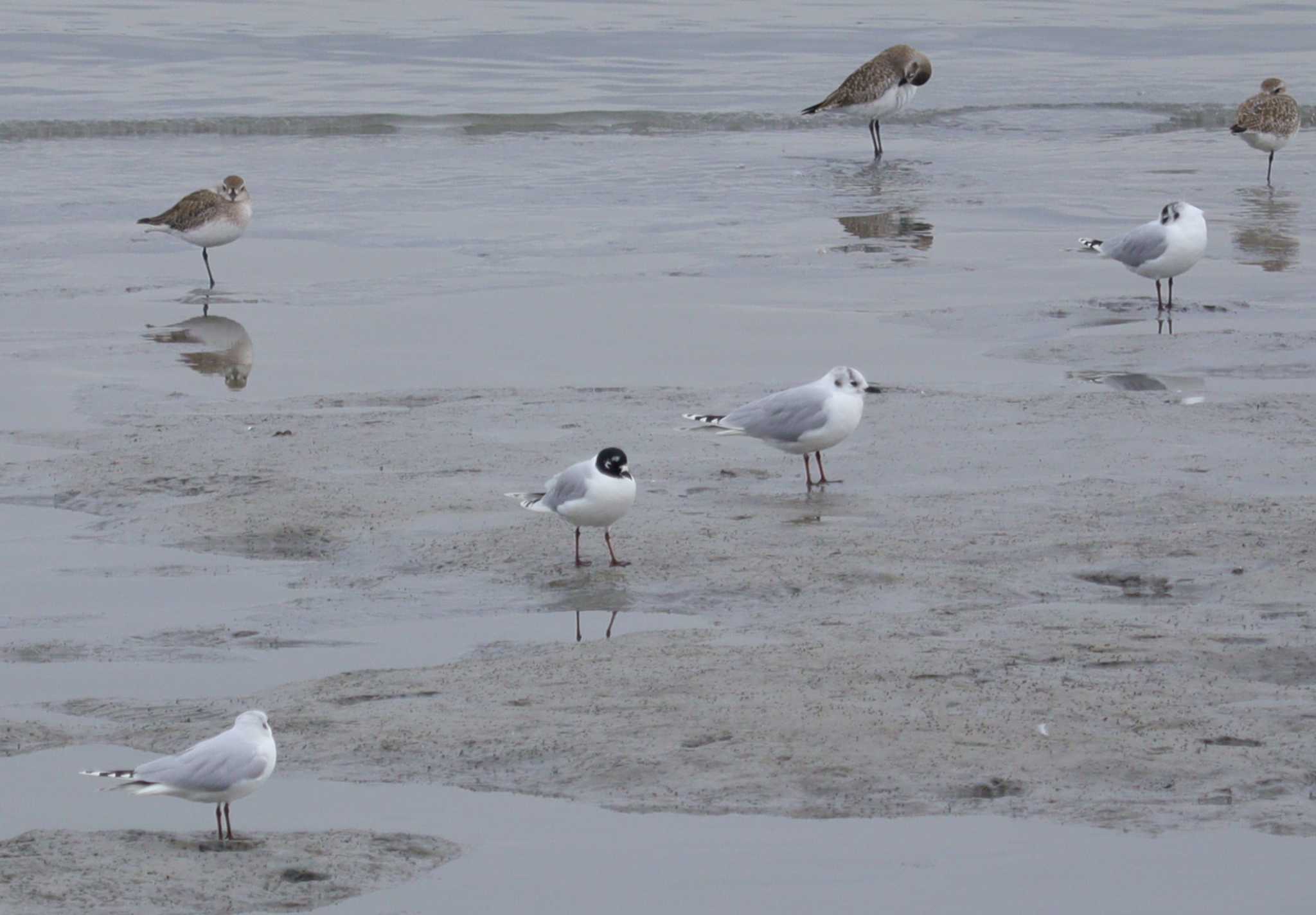 Saunders's Gull