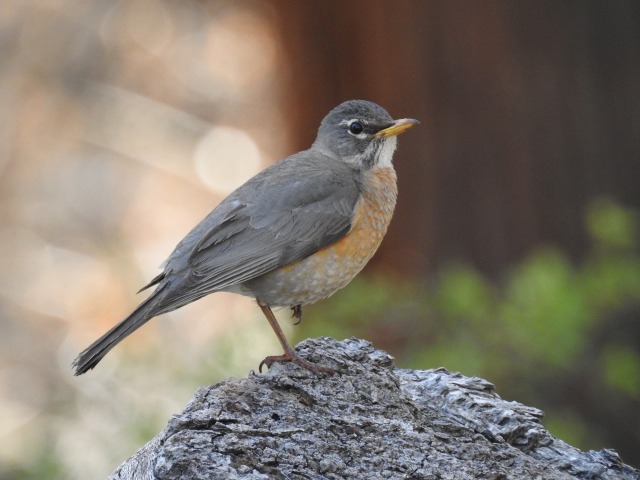 Photo of American Robin at Yosemite National Park by かみき