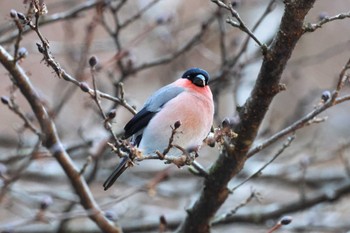 2024年2月11日(日) 早戸川林道の野鳥観察記録