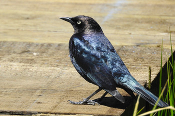 Brewer's Blackbird Yosemite National Park Sat, 4/29/2017