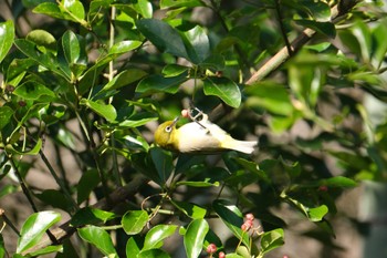 Warbling White-eye 源兵衛川 Sat, 2/10/2024