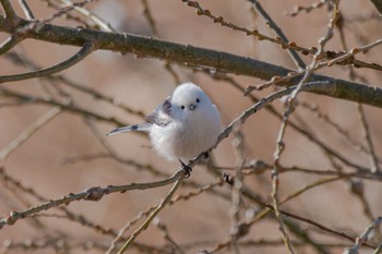 Long-tailed tit(japonicus) Unknown Spots Sat, 2/17/2024