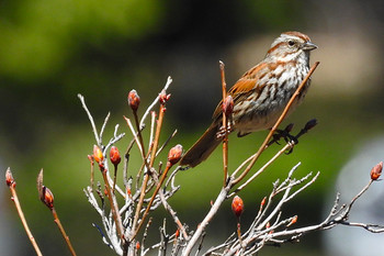 Song Sparrow Yosemite National Park Sat, 4/29/2017