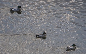 ヨシガモ 渡良瀬遊水地 2024年2月18日(日)