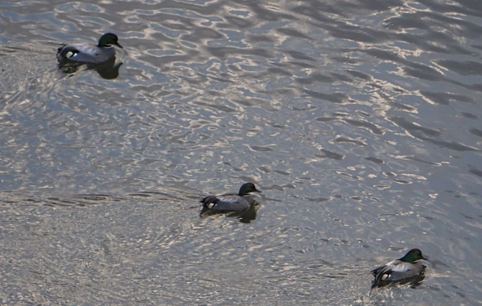 Falcated Duck