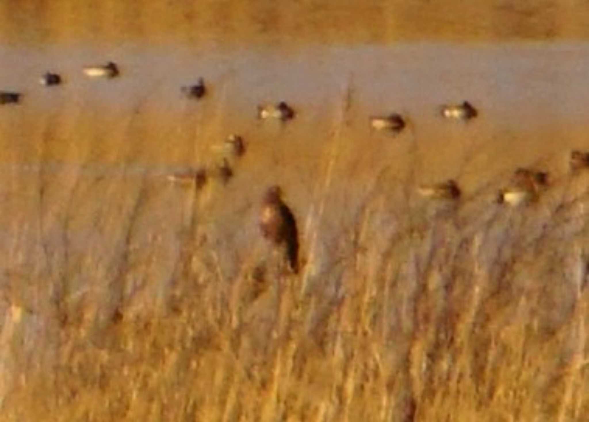 Eastern Marsh Harrier