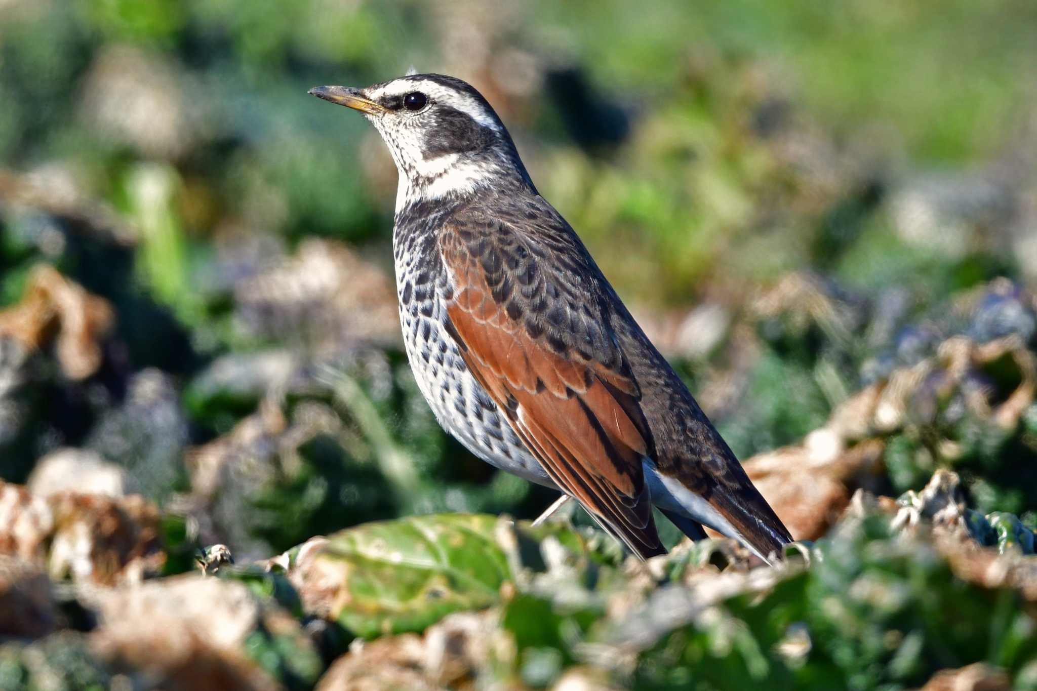 Photo of Dusky Thrush at 大沼(宮城県仙台市) by Keiichi TAKEDA