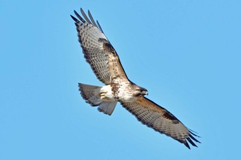 Eastern Buzzard 大沼(宮城県仙台市) Sun, 2/18/2024