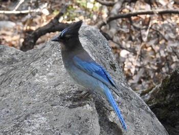 Steller's Jay Yosemite National Park Sat, 4/29/2017