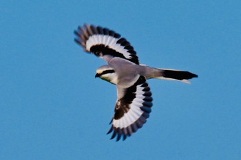 Chinese Grey Shrike Unknown Spots Thu, 1/25/2024