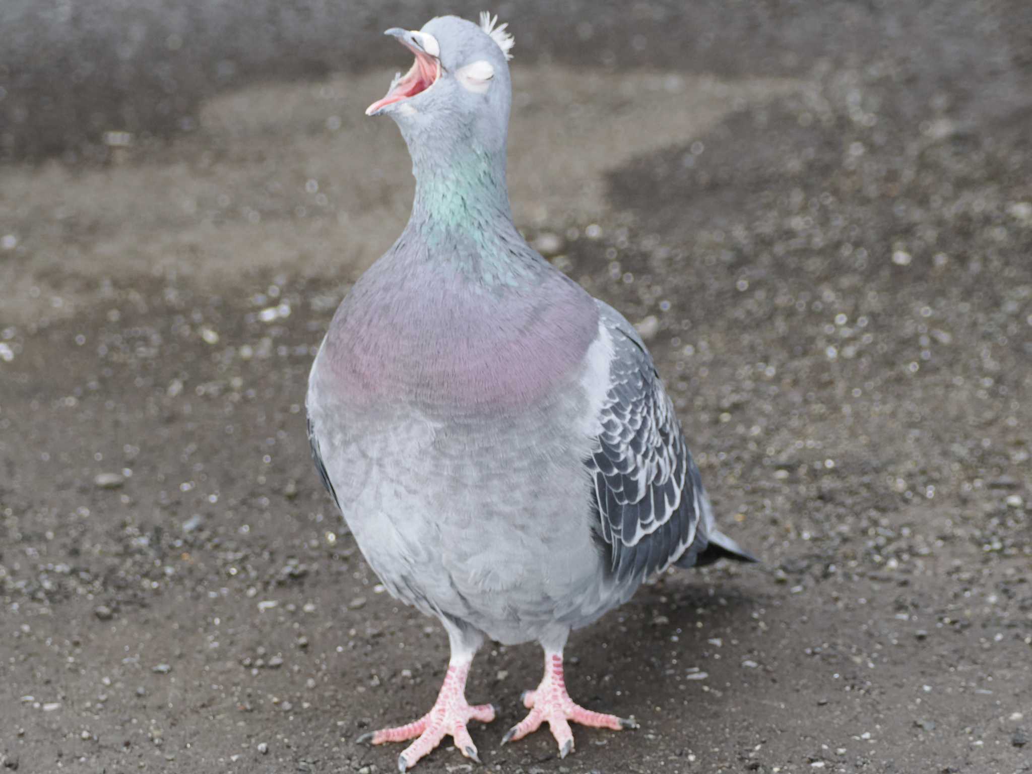 Rock Dove