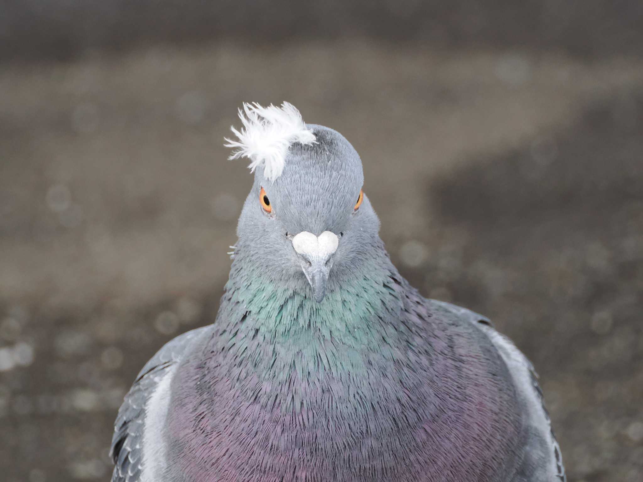 Rock Dove