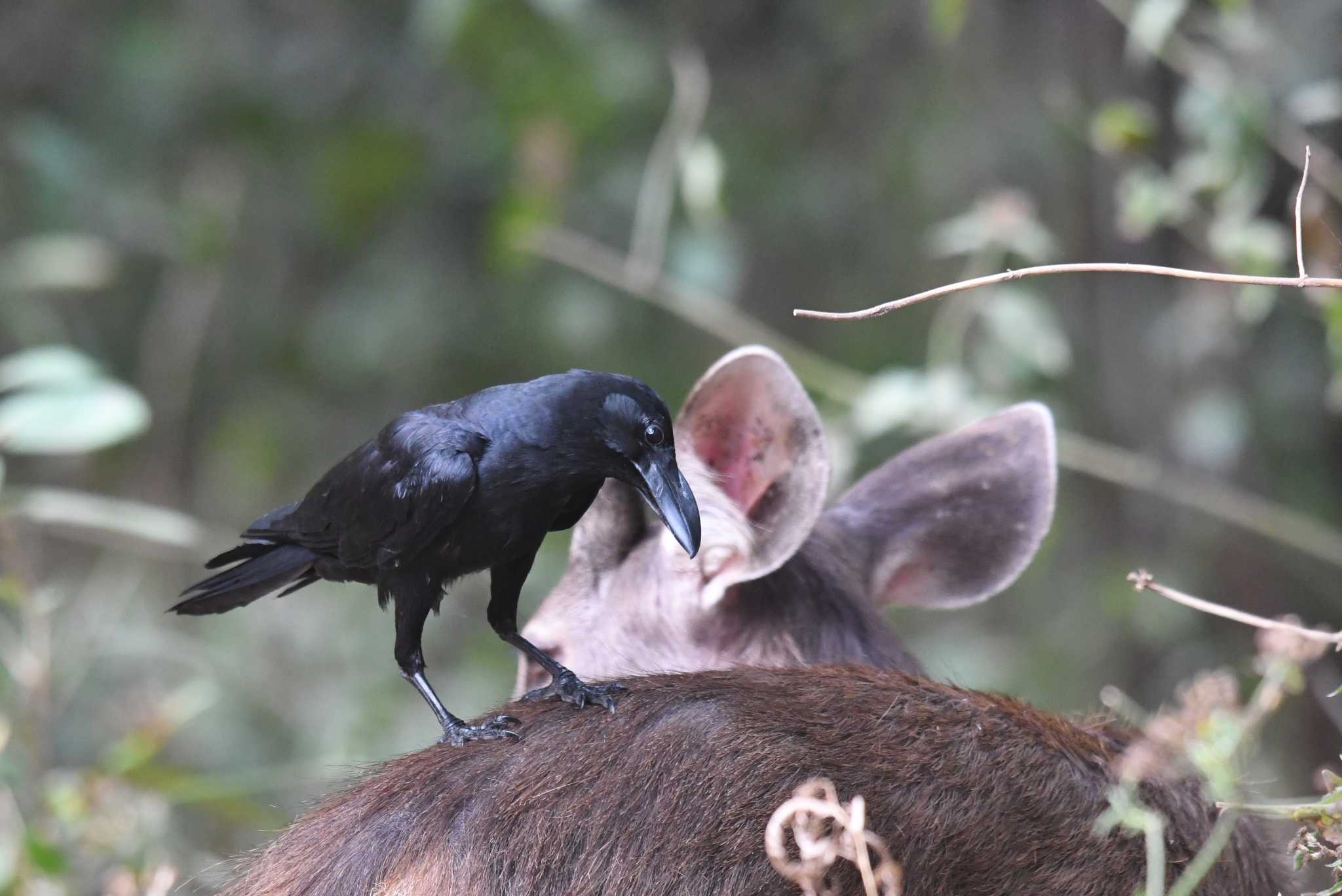 プーキィアオ野生動物保護区 ハシブトガラスの写真 by あひる