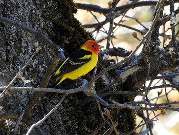 Western Tanager Yosemite National Park Sat, 4/29/2017