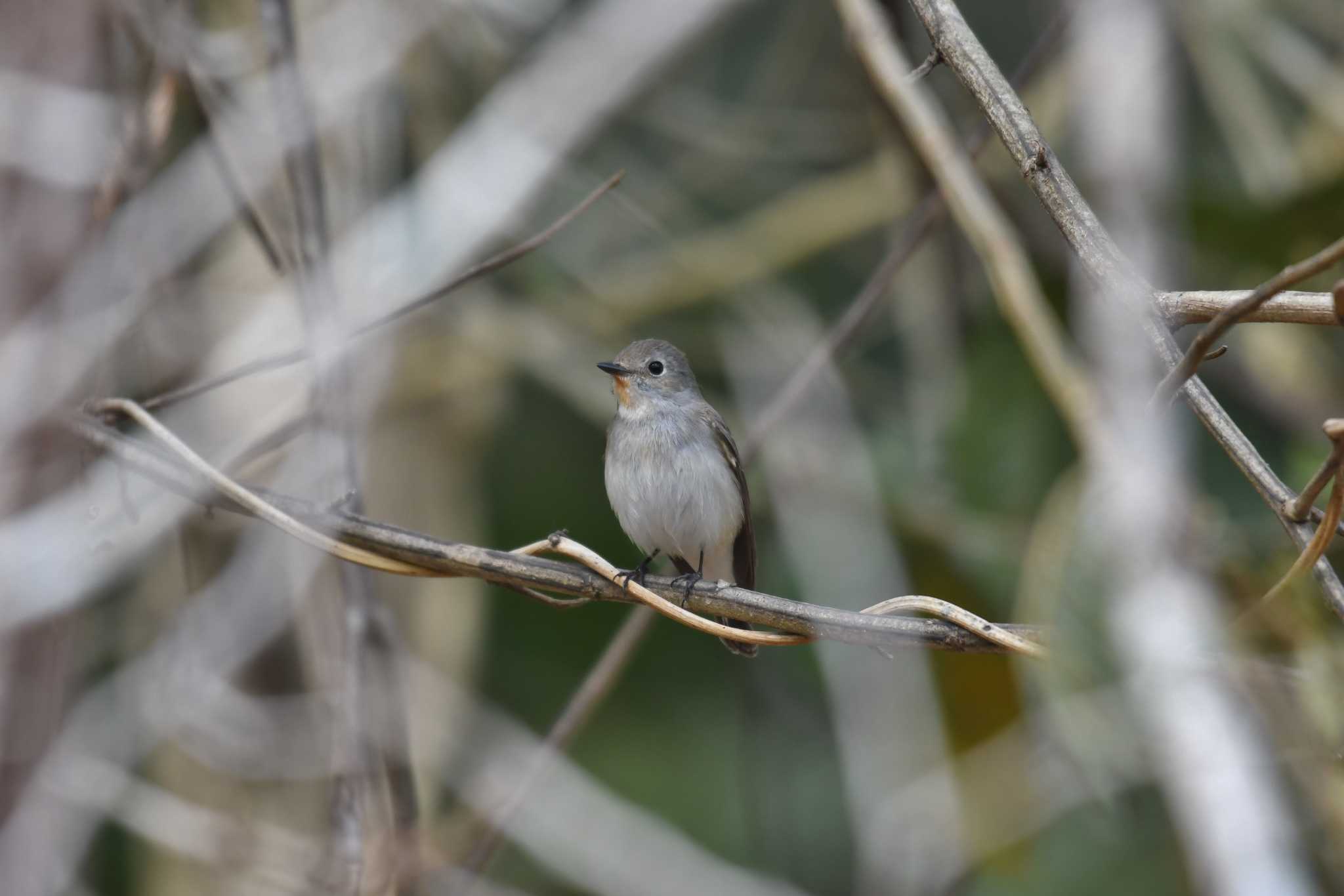 Photo of Taiga Flycatcher at Phu Khiao Wildlife Sanctuary by あひる