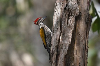 Common Flameback Phu Khiao Wildlife Sanctuary Mon, 2/10/2020