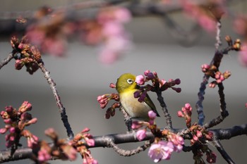 メジロ 丸池公園 2024年2月12日(月)