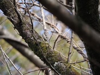 2024年2月18日(日) 昭和記念公園の野鳥観察記録
