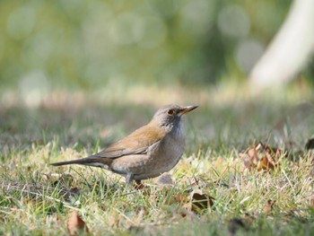 Pale Thrush 山田池公園 Thu, 2/8/2024