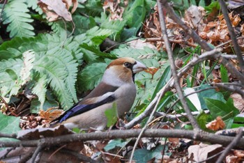 Hawfinch Kitamoto Nature Observation Park Sat, 2/17/2024