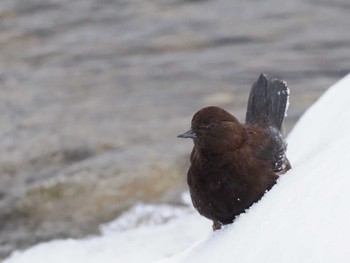 Sun, 2/18/2024 Birding report at 左股川緑地(札幌市西区)