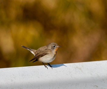 Red-breasted Flycatcher 愛知県 Sat, 2/10/2024