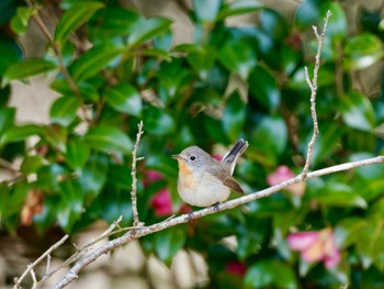 Red-breasted Flycatcher 愛知県 Sat, 2/10/2024