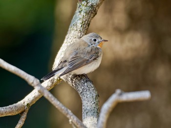 Red-breasted Flycatcher 愛知県 Sat, 2/10/2024