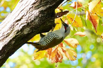 Sun, 11/25/2018 Birding report at 埼玉県営狭山稲荷山公園、入間川