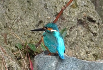 Common Kingfisher 大阪府 Sat, 2/17/2024