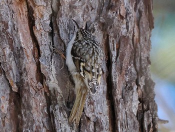 Eurasian Treecreeper(daurica) 盤渓市民の森(札幌市中央区) Sun, 2/18/2024