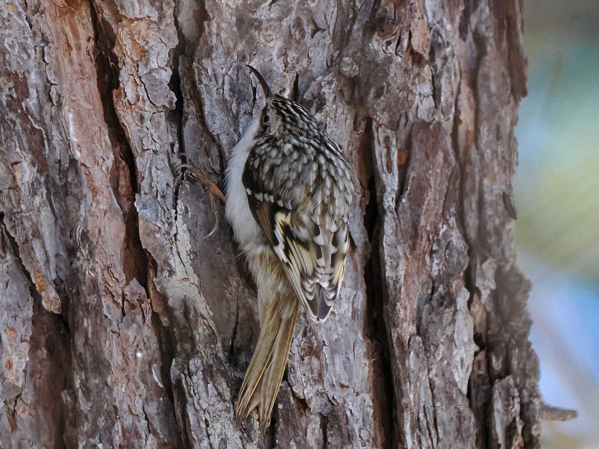 Photo of Eurasian Treecreeper(daurica) at 盤渓市民の森(札幌市中央区) by 98_Ark (98ｱｰｸ)