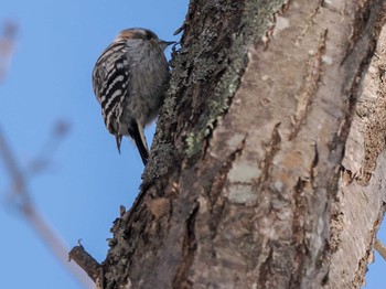 Japanese Pygmy Woodpecker(seebohmi) 盤渓市民の森(札幌市中央区) Sun, 2/18/2024