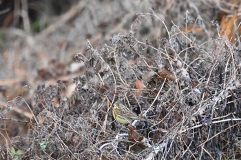 アオジ 北総花の丘公園 2023年12月29日(金)