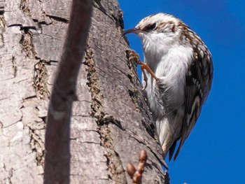 Eurasian Treecreeper(daurica) 盤渓市民の森(札幌市中央区) Sun, 2/18/2024