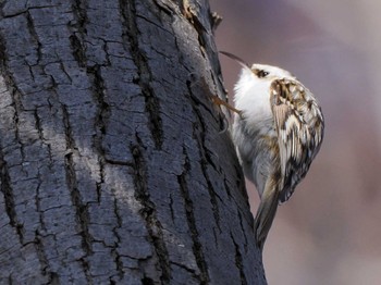 Eurasian Treecreeper(daurica) 盤渓市民の森(札幌市中央区) Sun, 2/18/2024