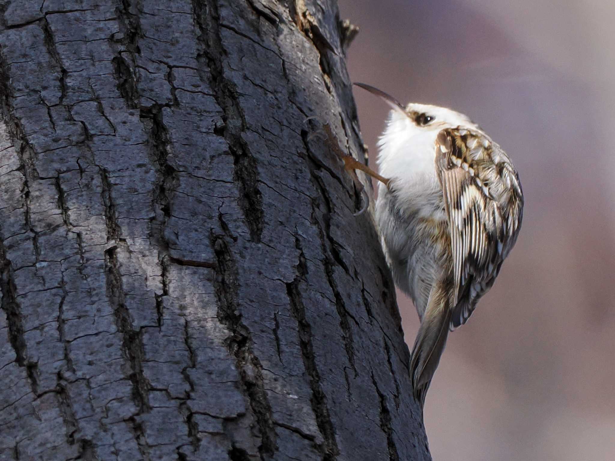 Photo of Eurasian Treecreeper(daurica) at 盤渓市民の森(札幌市中央区) by 98_Ark (98ｱｰｸ)