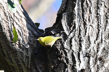 2023年12月29日(金) 北総花の丘公園の野鳥観察記録