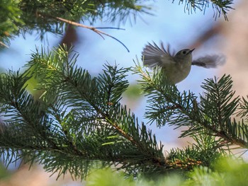 2024年2月18日(日) 盤渓市民の森(札幌市中央区)の野鳥観察記録