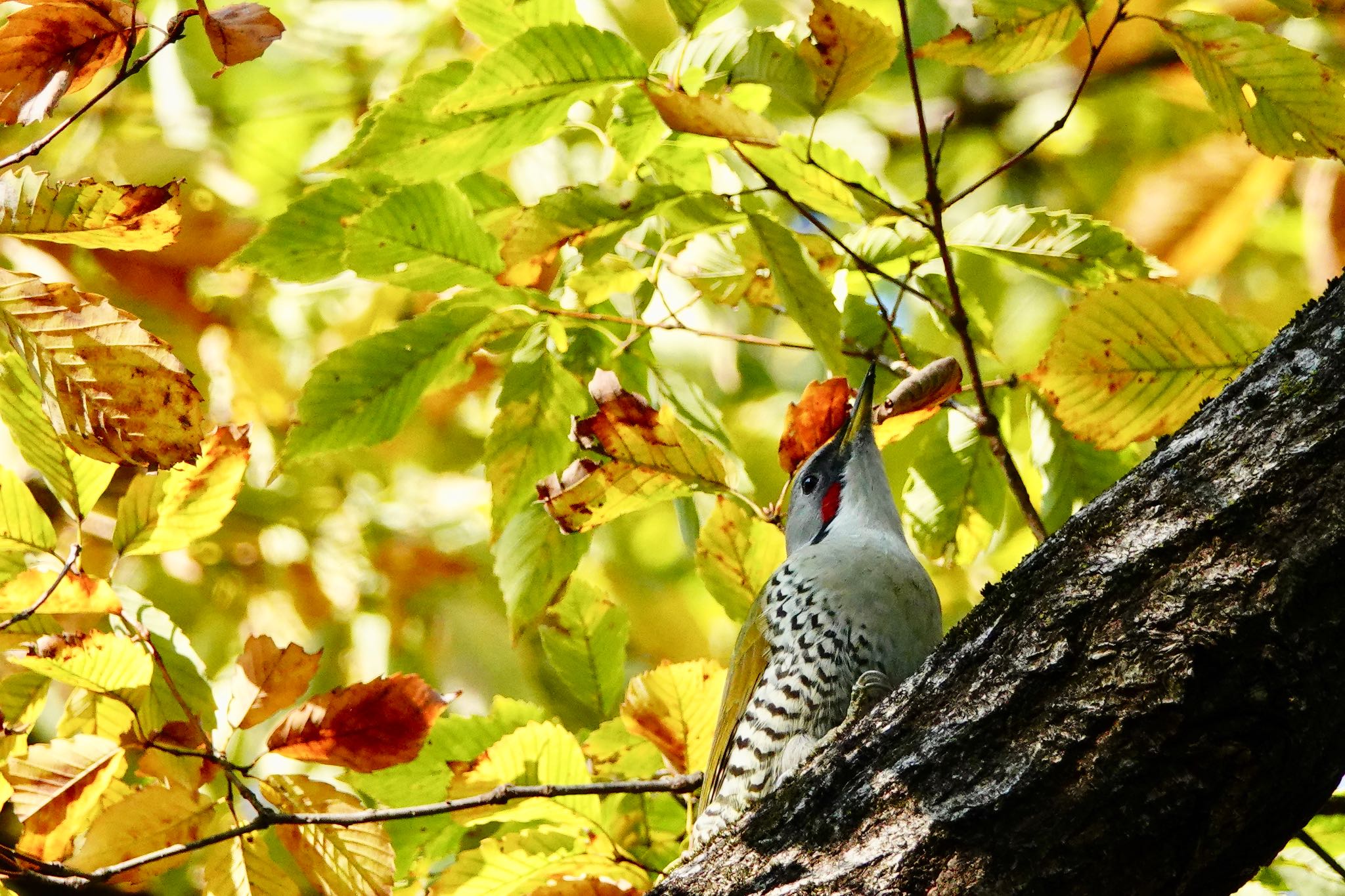 Photo of Japanese Green Woodpecker at 埼玉県営狭山稲荷山公園、入間川 by のどか