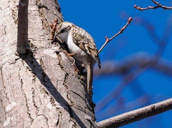 Eurasian Treecreeper(daurica) 盤渓市民の森(札幌市中央区) Sun, 2/18/2024