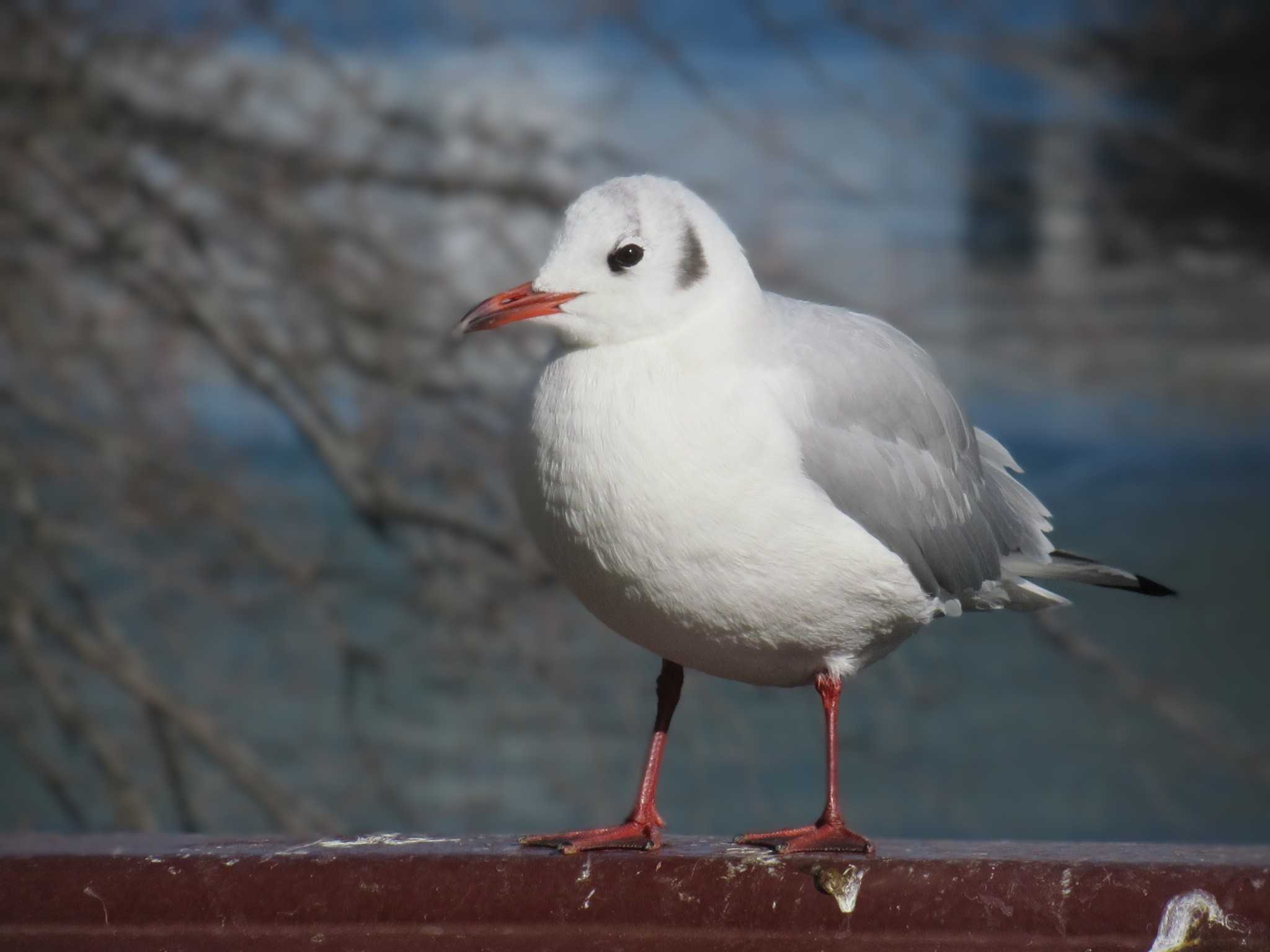 ユリカモメ