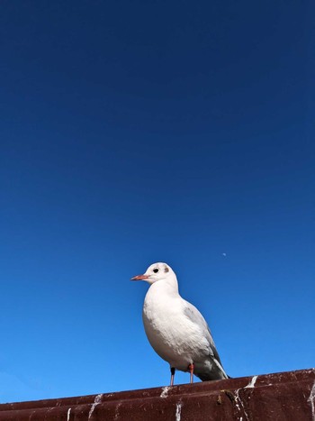 Black-headed Gull 荏原神社 Sun, 2/18/2024