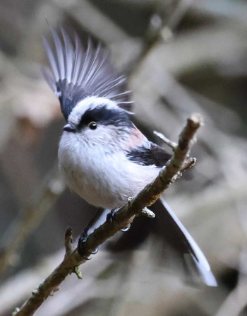 Long-tailed Tit ささやまの森公園(篠山の森公園) Sun, 2/18/2024