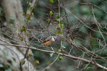 Bull-headed Shrike Yatoyama Park Sun, 2/18/2024