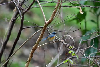 Red-flanked Bluetail Yatoyama Park Sun, 2/18/2024