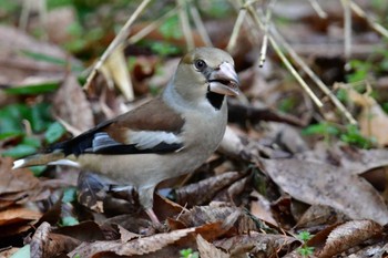 Hawfinch Yatoyama Park Sun, 2/18/2024